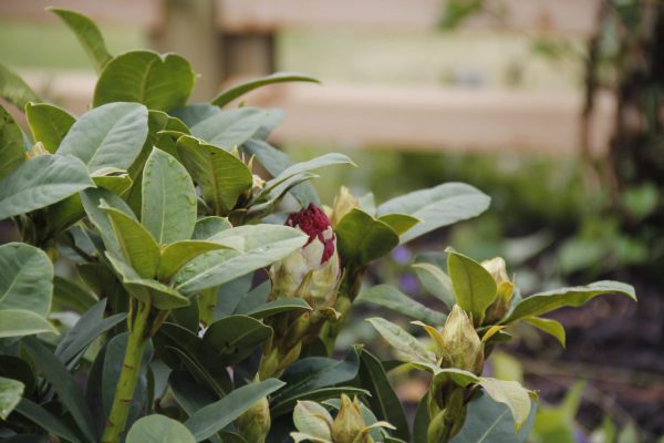 efter-plantering-10 efter-plantering-10