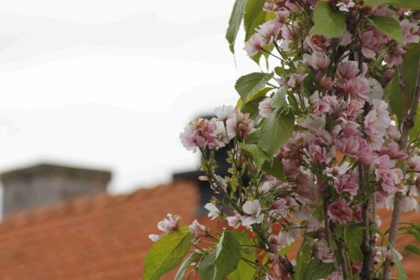 efter-plantering-5 efter-plantering-5