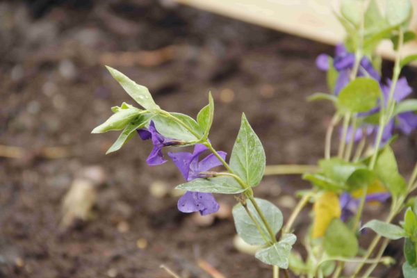 efter-plantering-9 efter-plantering-9